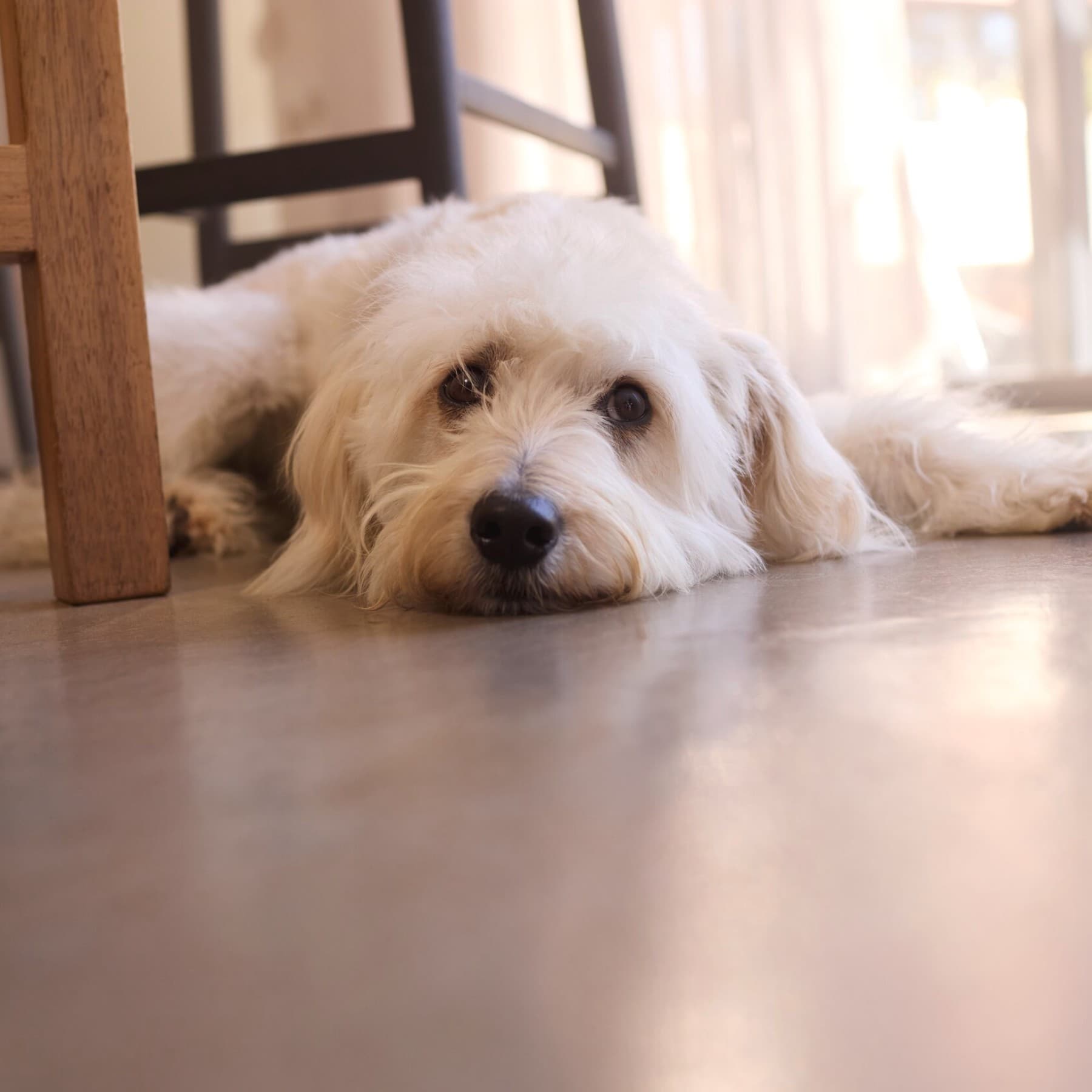 een hond die op de vloer ligt