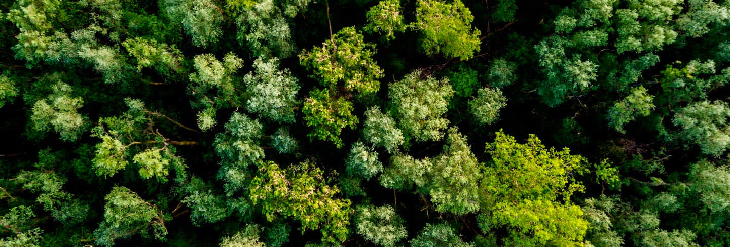 Een vogelperspectief van een bos
