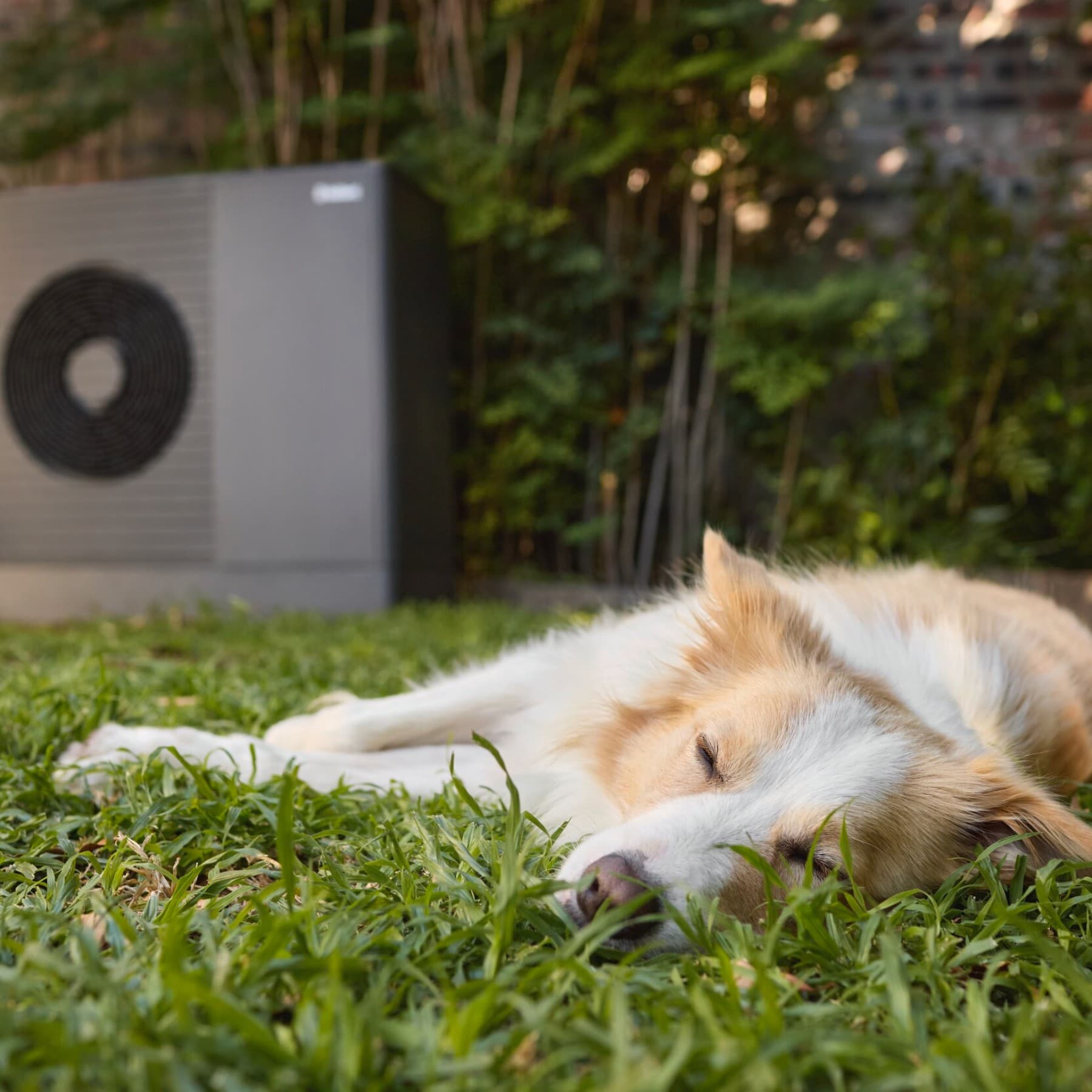 Hond die voor de warmtepomp slaapt