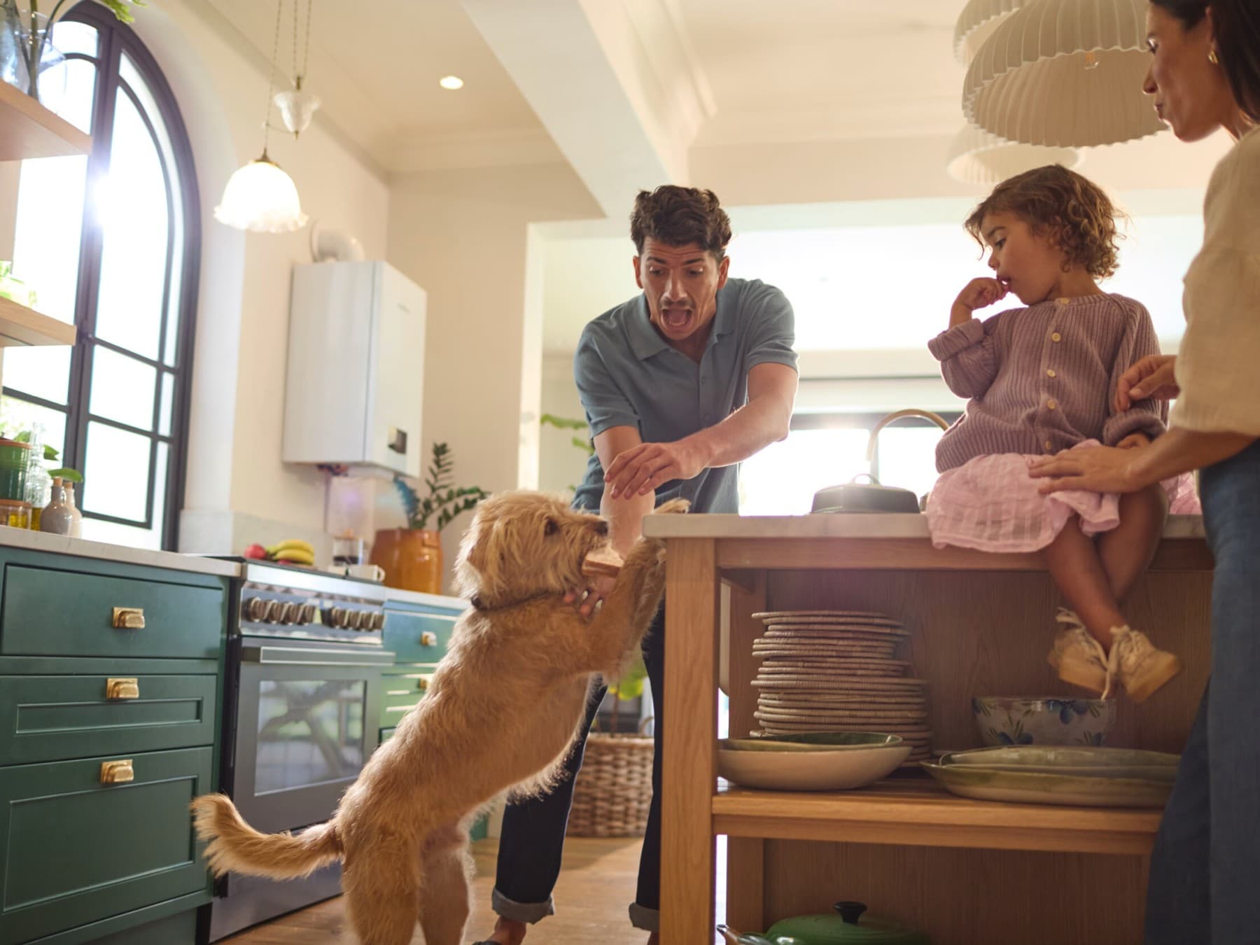 Hond steelt toast uit een kitchenette